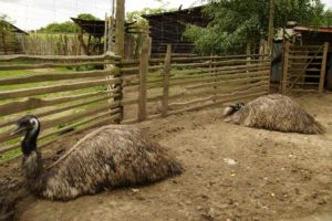 mazurskie zoo safari